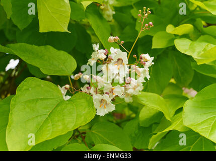 Catalpa bignonioides is a species of Catalpa that is native to the southeastern United States