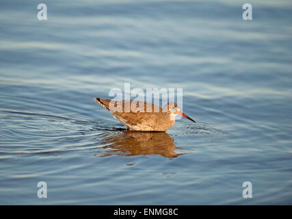 Common Redshank Tringa tetanus feeding at the waters edge on a Scottish Loch.  SCO 9746. Stock Photo
