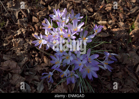 purple spring crocuses in bloom Stock Photo