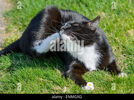 Black and white domestic cat laying in the grass scratching. Stock Photo