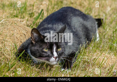 Black and white domestic cat laying in the grass stalking prey. Stock Photo