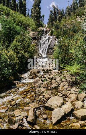 Steavenson Falls near Marysville showing regrowth in surrounding forest after devastating bushfires in 2009 Stock Photo