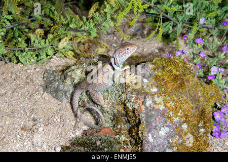 Eastern Collared Lizard  Crotaphytus collaris Tucson, Pima County, Arizona, United States 19 April       Adult       Crotaphytid Stock Photo