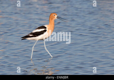 American avocet (Recurvirostra americana) in tidal marsh, Galveston, Texas, USA. Stock Photo