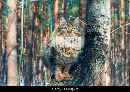 Siberian cat sitting on a birch tree in the forest Stock Photo