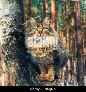 Siberian cat sitting on a birch tree in the forest Stock Photo