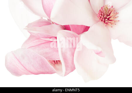 Magnolia, pink spring flower macro Stock Photo