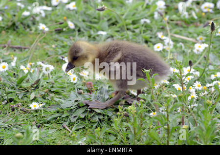 London, UK. 8th May, 2015. UK Weather: Mother goose protects her goslings.Canada Goose in St James Park. Credit:  JOHNNY ARMSTEAD/Alamy Live News Stock Photo