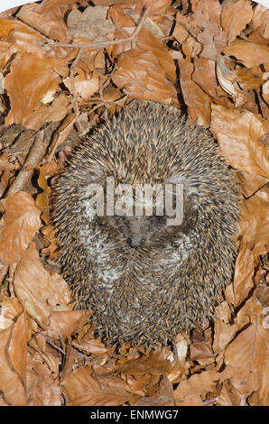 Hedgehog, Erinaceus europaeus, rolled up in a ball for protection. On Beech leaves. Sussex, UK. May. Stock Photo