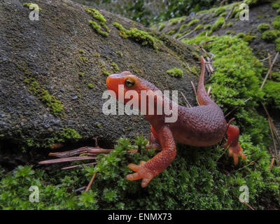 This California or Sierra Newt (Taricha torosa) is an amphipian who resides in the Sierra Foothills of Northern California. It i Stock Photo