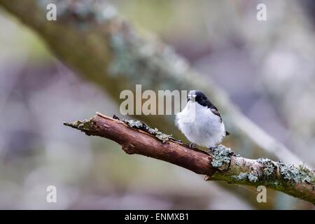 A Male pied flycatcher (Ficedula hypoleuca) at Gilfach nature reserve. Stock Photo