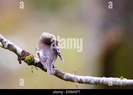 A Female pied flycatcher (Ficedula hypoleuca) at Gilfach Stock Photo