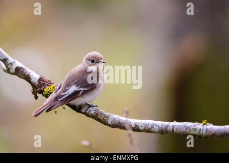 A Female pied flycatcher (Ficedula hypoleuca) at Gilfach Stock Photo