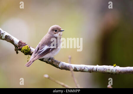 A Female pied flycatcher (Ficedula hypoleuca) at Gilfach Stock Photo