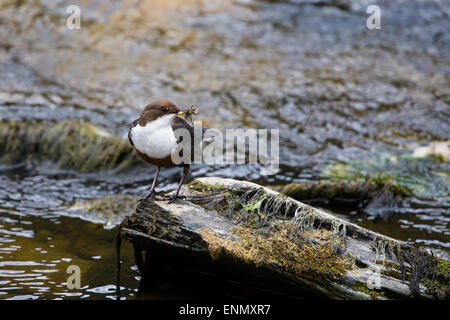 A dipper (Cinclus cinclus) ferrying insects back to it's nestlings Stock Photo