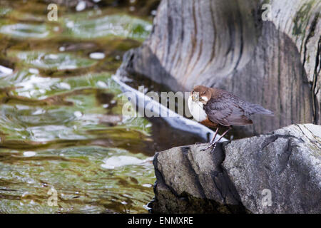 A dipper (Cinclus cinclus) ferrying insects back to it's nestlings Stock Photo