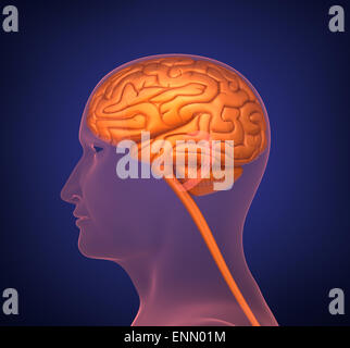 Human brain. Cross section. On dark background. Stock Photo