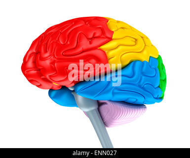 Brain lobes in different colors. Isolated on white. Stock Photo