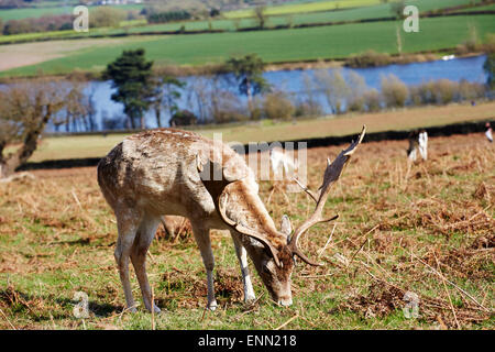 Deer in Bradgate Park, Leicestershire. Stock Photo