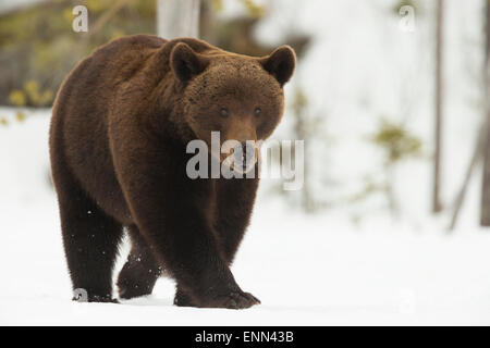 European Brown Bear, Ursus arctos arctos, during spring months, Finland. Stock Photo