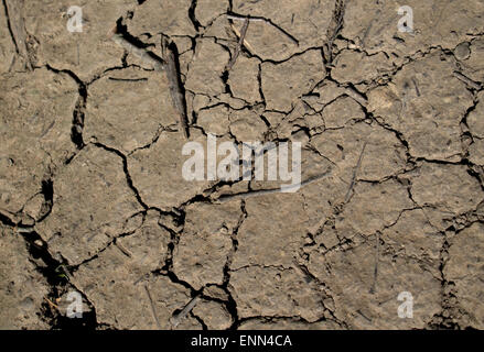 cracked, dried mud in a drought Stock Photo