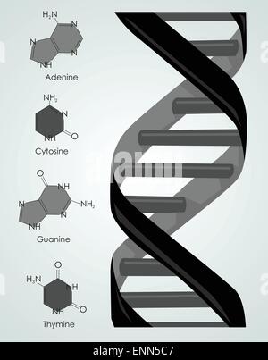 Dna Stock Vector
