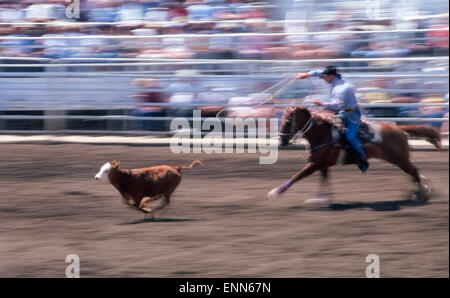 A cowboy swings a lariat while his speedy horse gives chase to a calf during the tie-down roping contest at the annual Sisters Rodeo near Bend, Oregon, USA. It is among the bull riding, steer wrestling, barrel racing and other events in mid-June that have brought greater prestige and purses to the Sisters Rodeo ever since it was first held in 1940.  The legacy of Old West rodeos is that they have become a modern-day sport. The blurred action effect seen in this photograph was created by panning the camera with the moving calf and wrangler while the shutter was open. Stock Photo