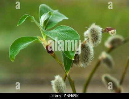 Blossoming branch of a willow (Salix alba L.) Stock Photo