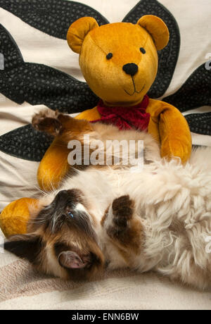 The cat played with the toy-Teddy bear. Stock Photo