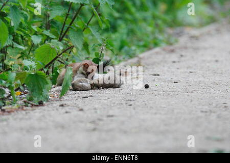 Stoat with its kill of a young Rabbit Stock Photo