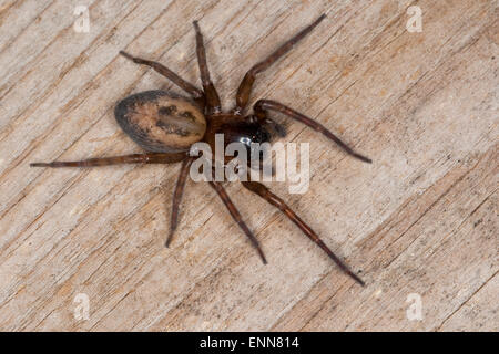 Lace weaver spider, House spider, female, Fensterspinne, Finsterspinne, Kellerspinne, Weibchen, Amaurobius similis Stock Photo