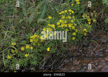 Evergreen Saxifrage, Yellow Mountain Saxifrage, Fetthennen-Steinbrech, Bewimperter Steinbrech, Saxifraga aizoides Stock Photo