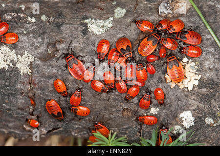 Firebug, Firebugs, larva, larvae, Feuerwanze, Feuer-Wanze, Larven ...