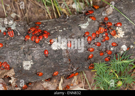 Firebug, Firebugs, larva, larvae, Feuerwanze, Feuer-Wanze, Larven, Feuerwanzen, Pyrrhocoris apterus, Le gendarme, pyrrhocore Stock Photo