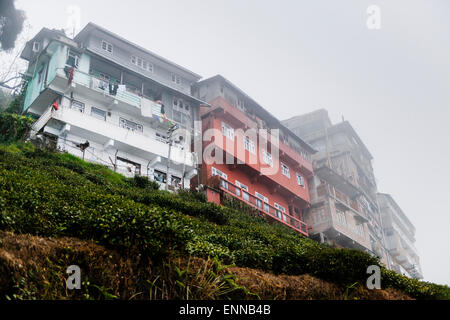 View of houses towering above the Happy Valley Tea Estate in Darjeeling. Stock Photo