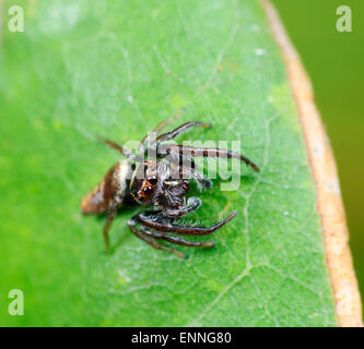 Adanson's House Jumper (Hasarius adansoni), Durras North, New South Wales, Australia Stock Photo