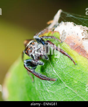 Adanson's House Jumper (Hasarius adansoni), Durras North, New South Wales, Australia Stock Photo