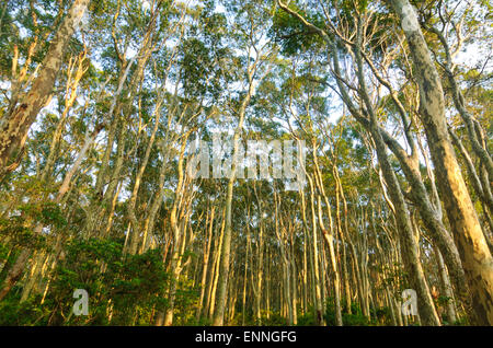 Spotted Gum Trees (Corymbia maculata), Eurobodalla National Park, New South Wales, NSW, Australia