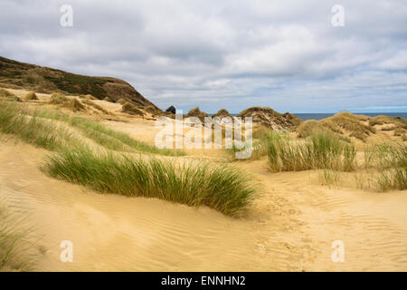 Grassy sand dunes in Sandfly Bay, Otago Peninsular, South Island, New Zealand Stock Photo