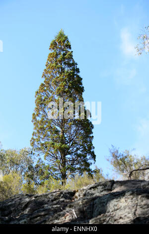 Rare Cypress Pine (Callitris endlicheri), Wollemi National Park, New South Wales, Australia Stock Photo