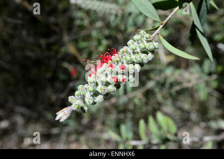 Lemon Bottlebrush (Callistemon citrinus), Wollemi National Park, New South Wales, Australia Stock Photo