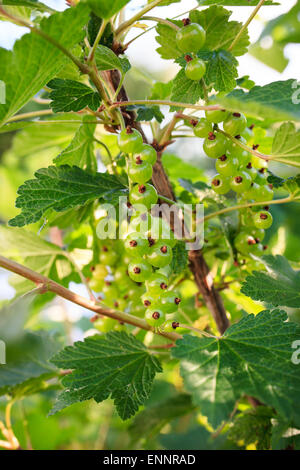 Red currant berries ripening on bush Stock Photo
