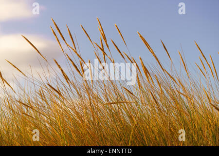Marram grass seed heads on sand dunes in Scotland. Stock Photo