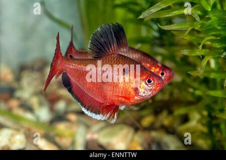 Tropical freshwater aquarium fish from genus Hyphessobrycon. Stock Photo