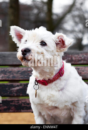 Photograph of a white West Highland Terrier dog sitting on a bench in a park. Stock Photo