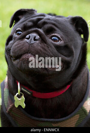 Photograph portrait of a black pug dog. Wearing red collar and khaki coat. Green grass background. Stock Photo