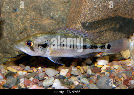 grey cichlid