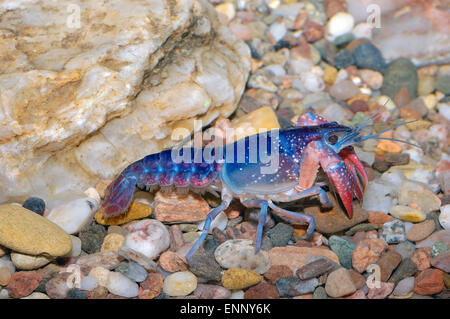 Nice blue crayfish on the bottom in aquarium. Stock Photo