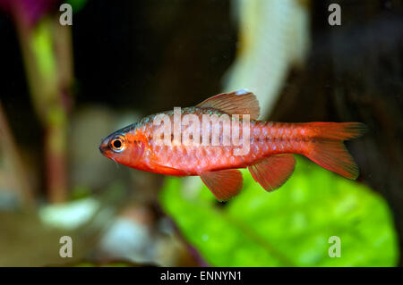 Aquarium fish from genus Puntius. Stock Photo