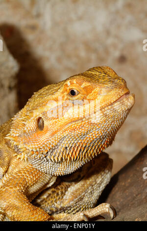 Detail of the head of agama in a terrarium. Stock Photo